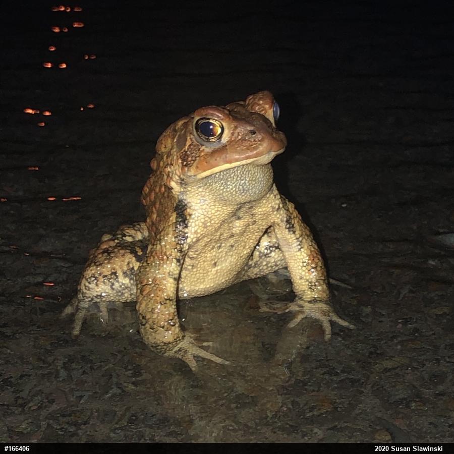 Eastern American Toad