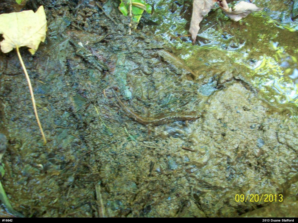 Northern Dusky Salamander