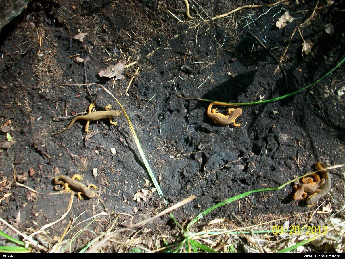 Red-spotted Newt