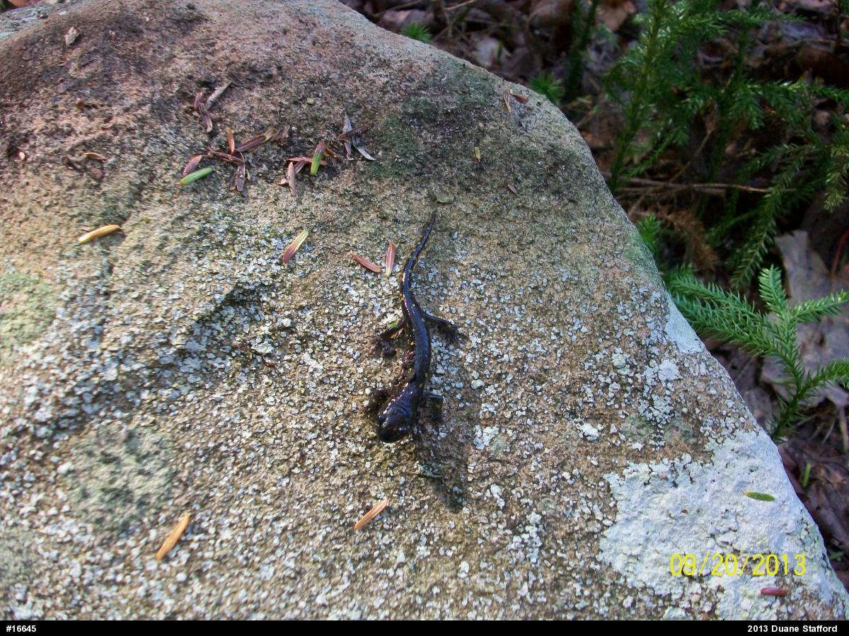 Spotted Salamander