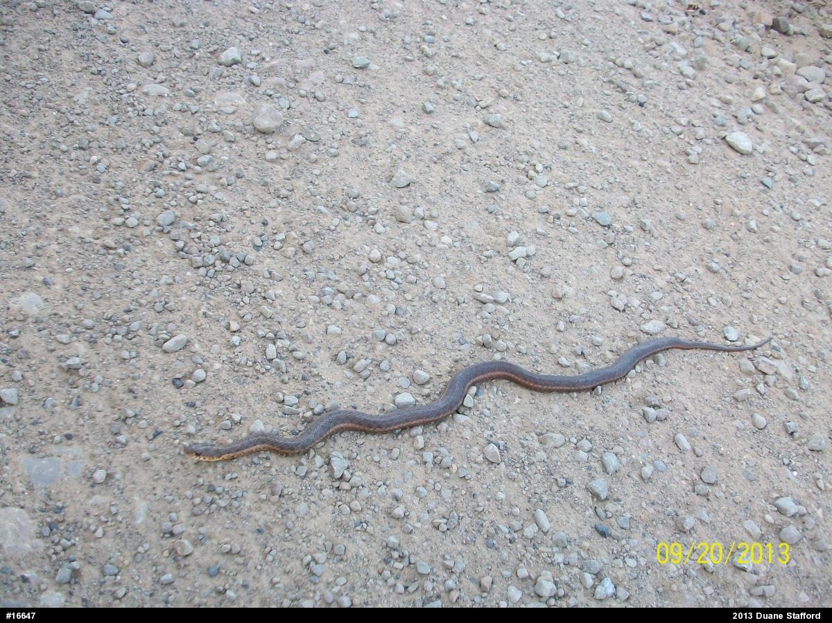 Eastern Gartersnake
