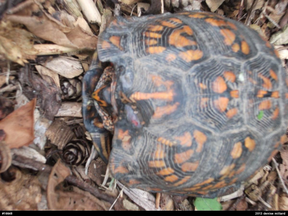 Eastern Box Turtle