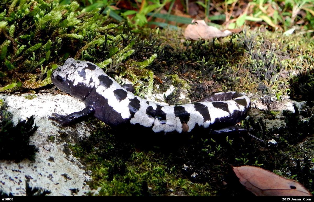 Marbled Salamander