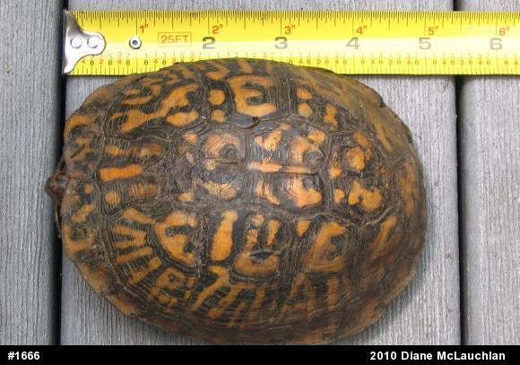 Eastern Box Turtle