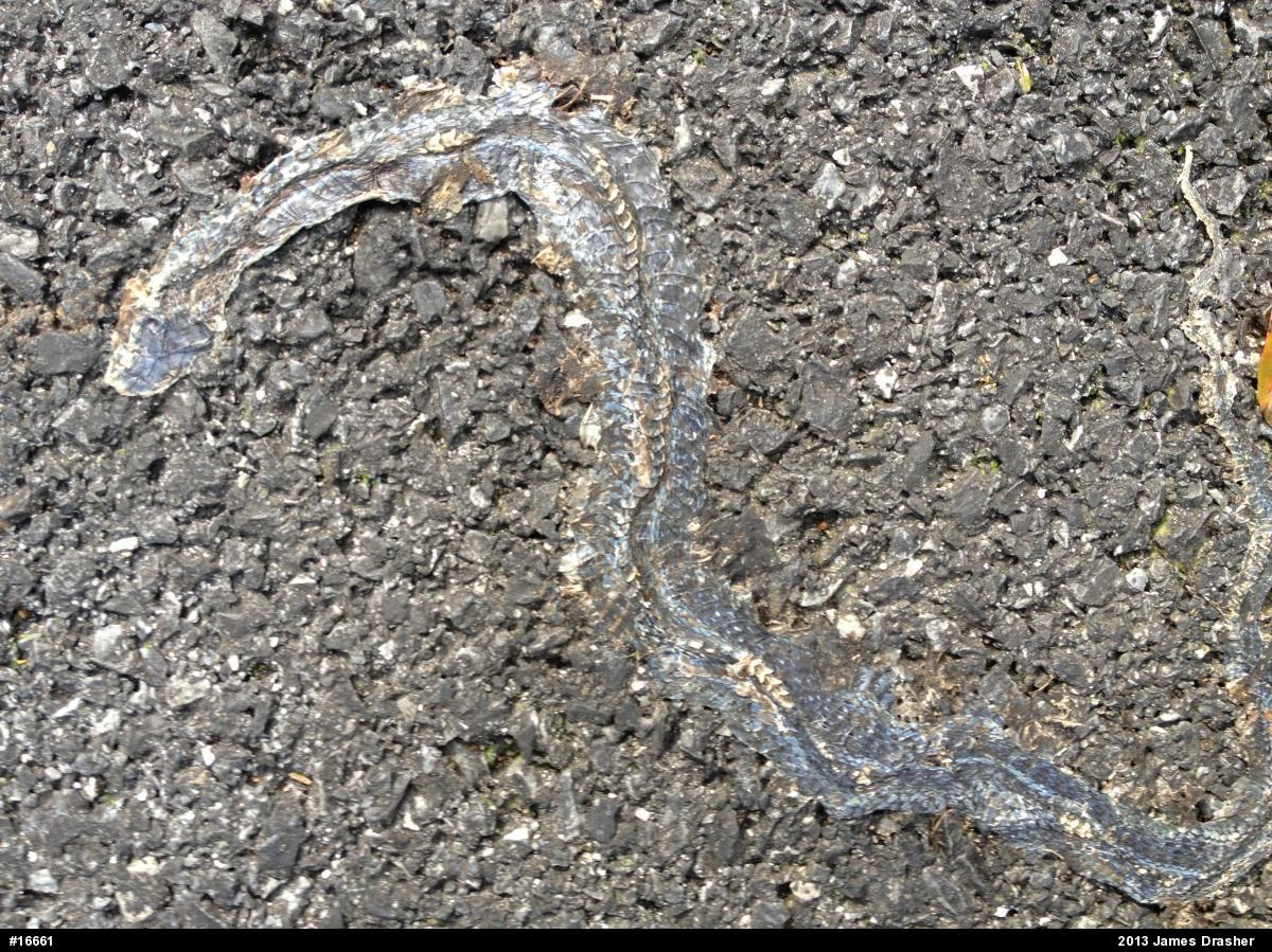 Eastern Gartersnake