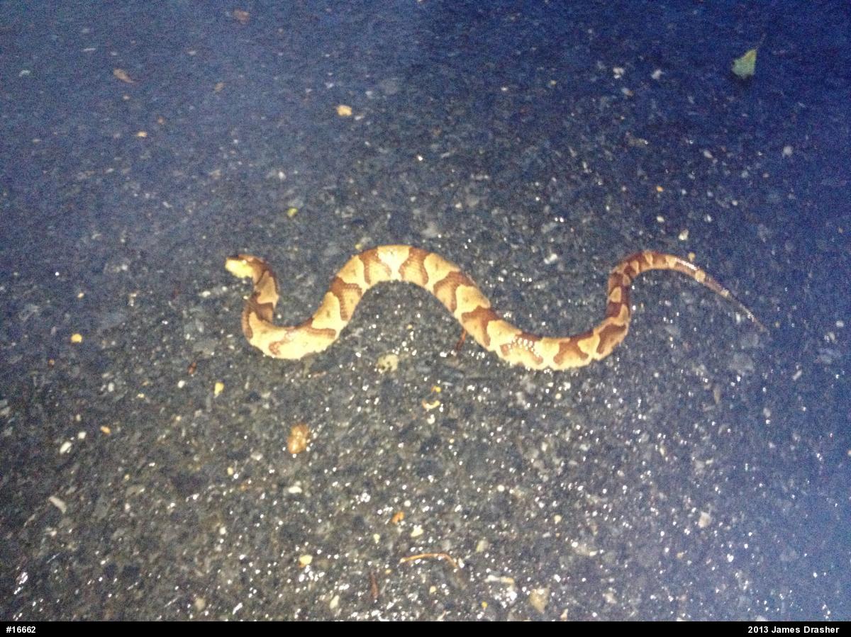 Northern Copperhead