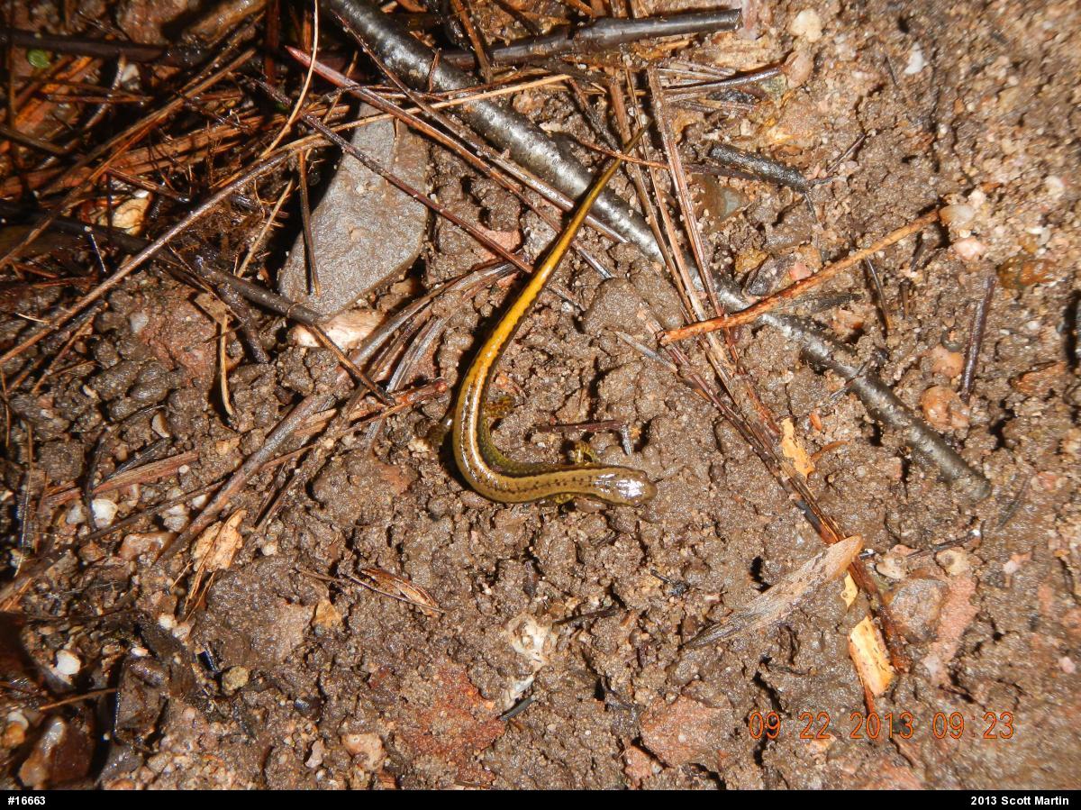 Northern Two-lined Salamander