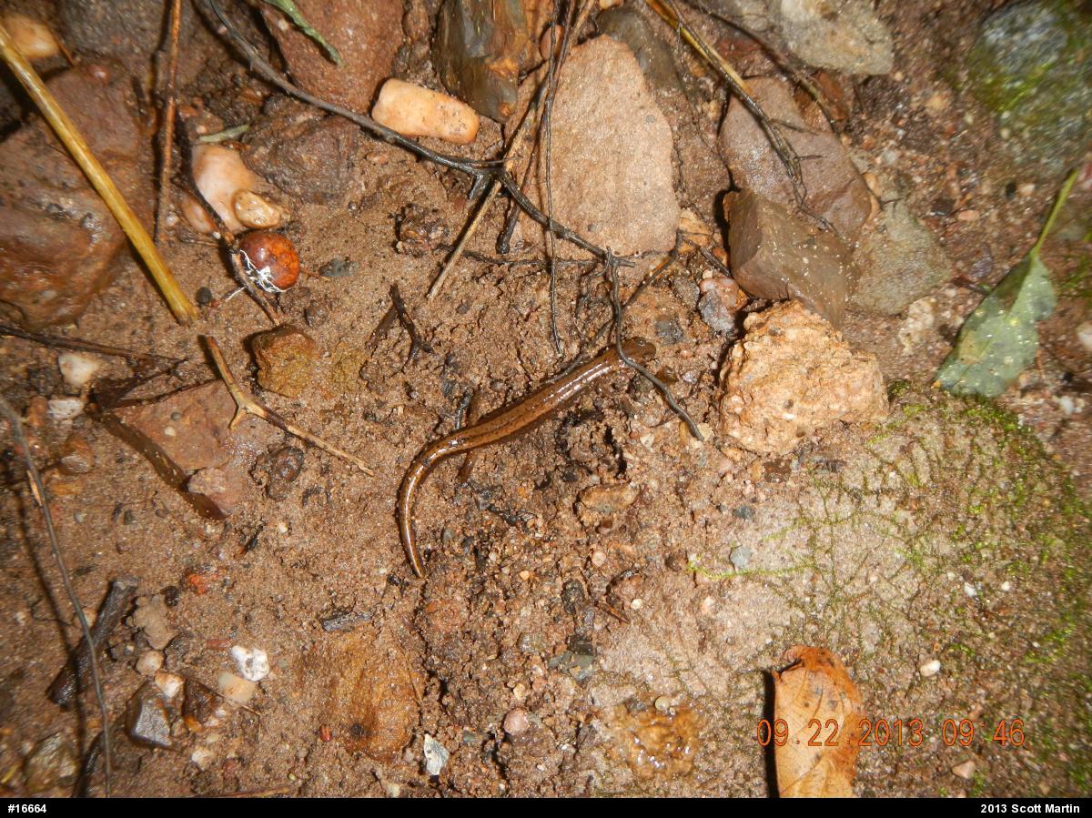 Northern Two-lined Salamander
