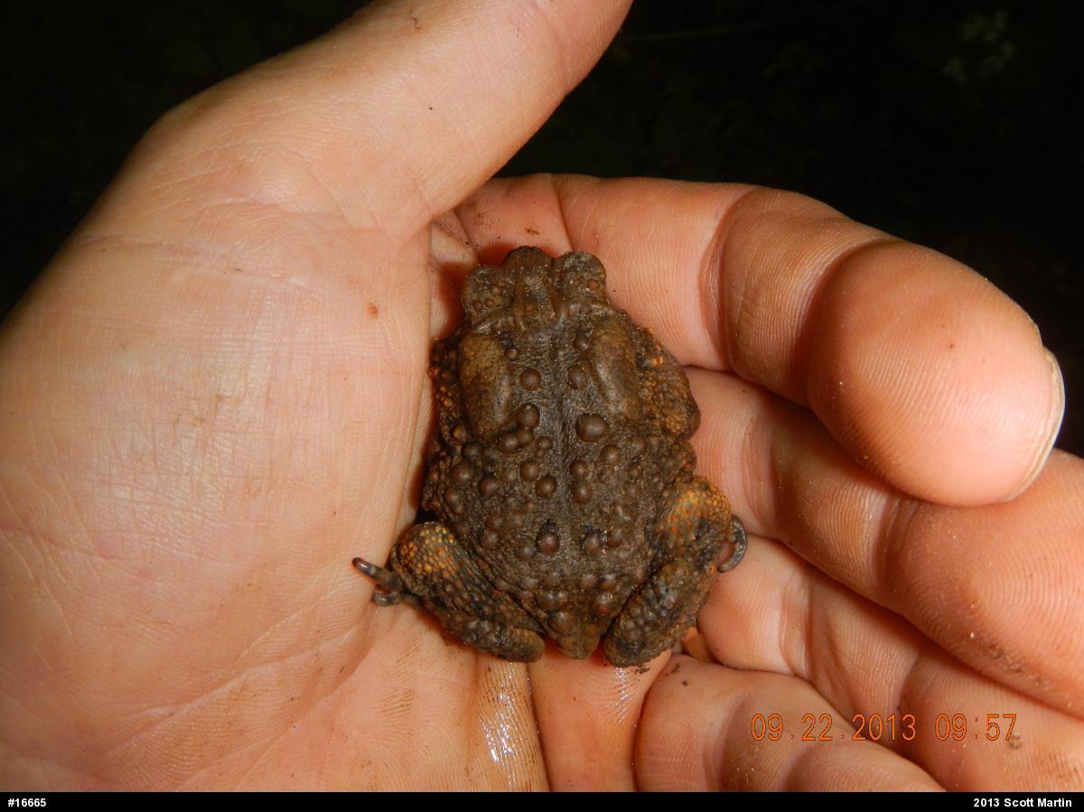 Eastern American Toad