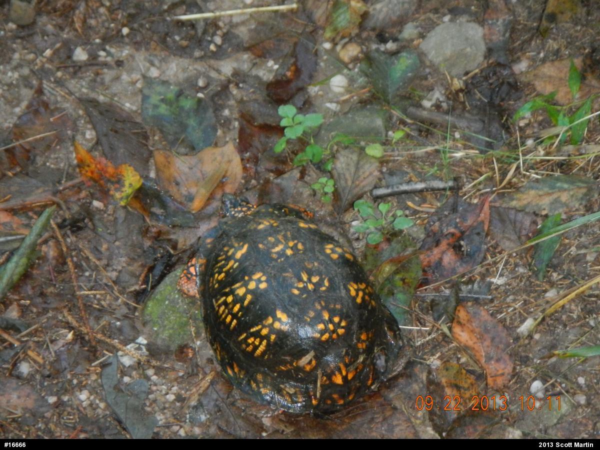 Eastern Box Turtle