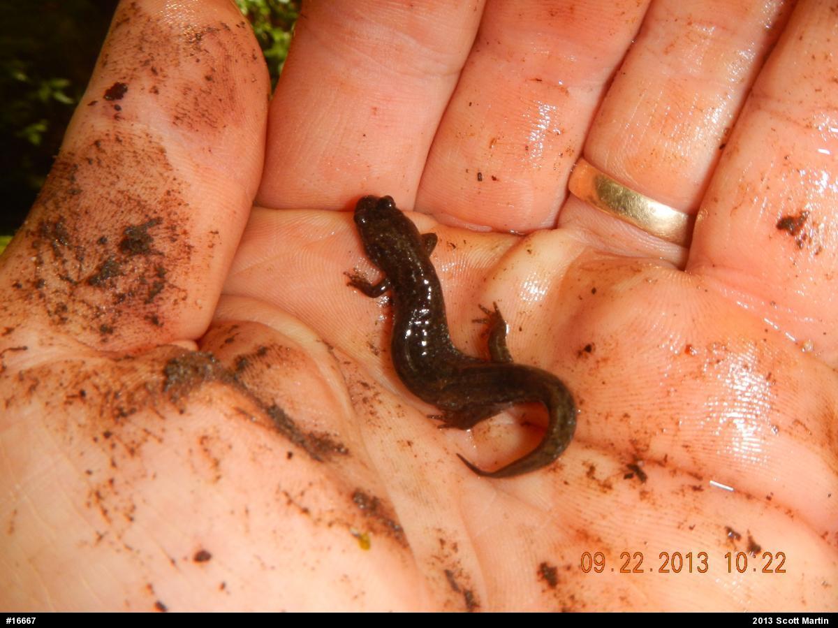 Northern Dusky Salamander