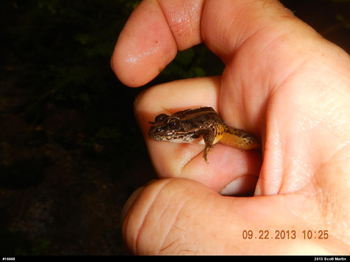 Pickerel Frog