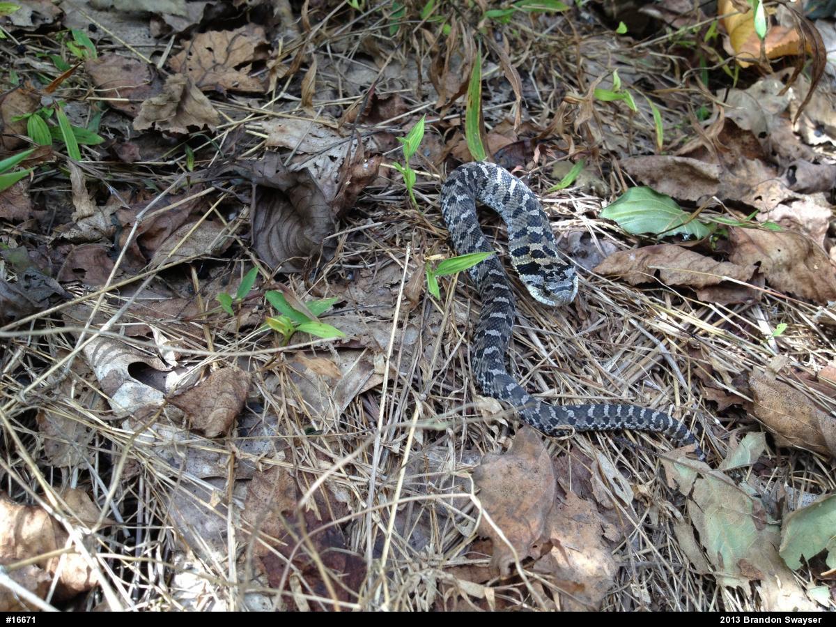 Eastern Hog-nosed Snake
