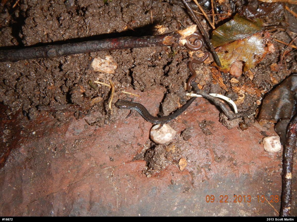 Eastern Red-backed  Salamander