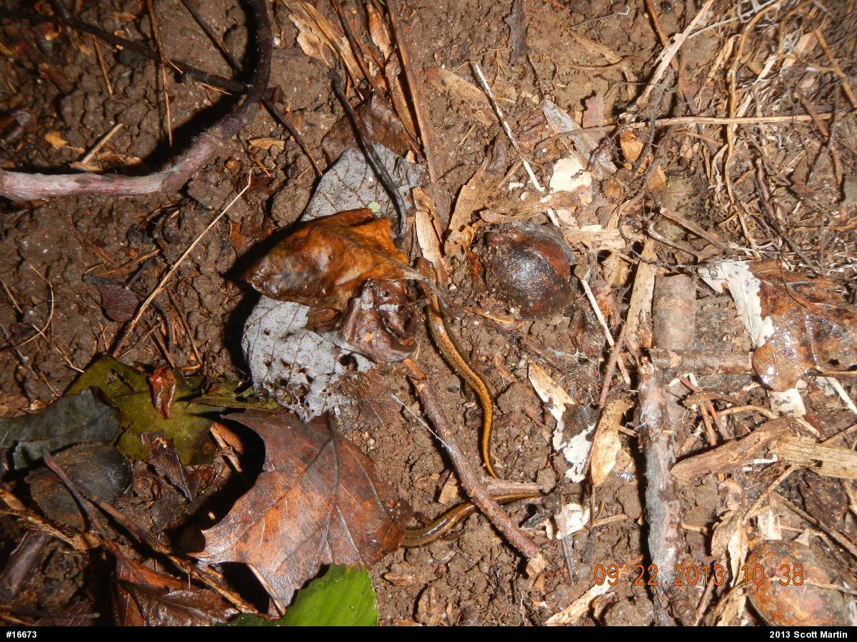 Northern Two-lined Salamander