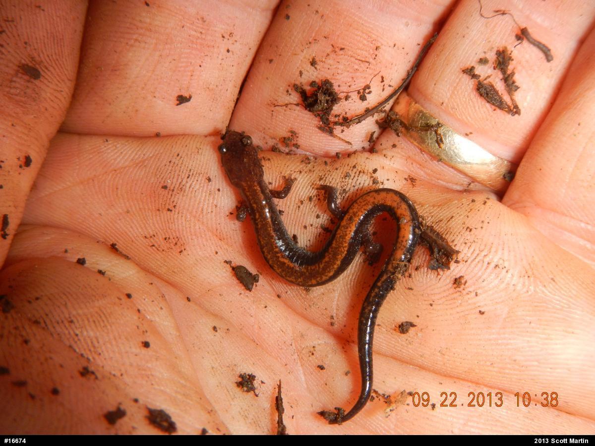 Eastern Red-backed  Salamander