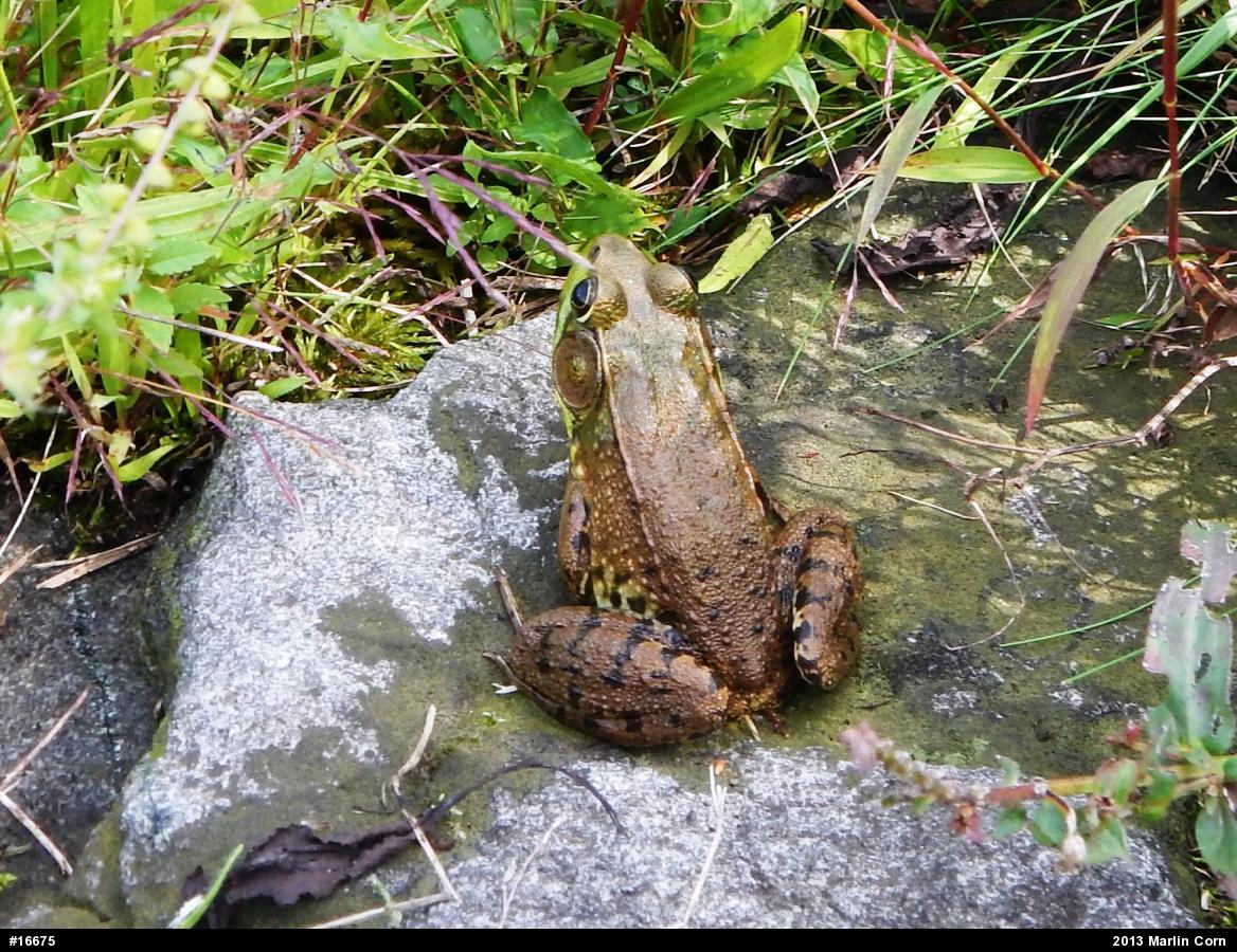 Green Frog