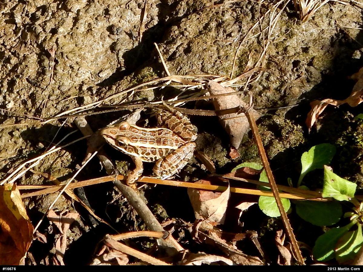 Pickerel Frog