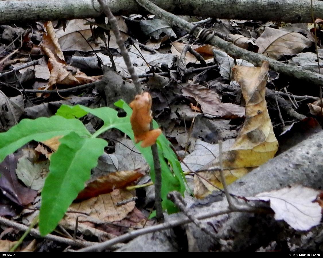 Spring Peeper