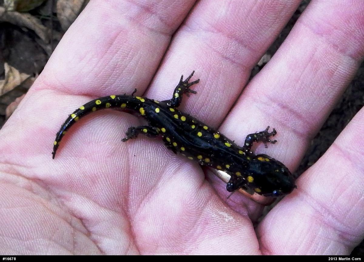 Spotted Salamander