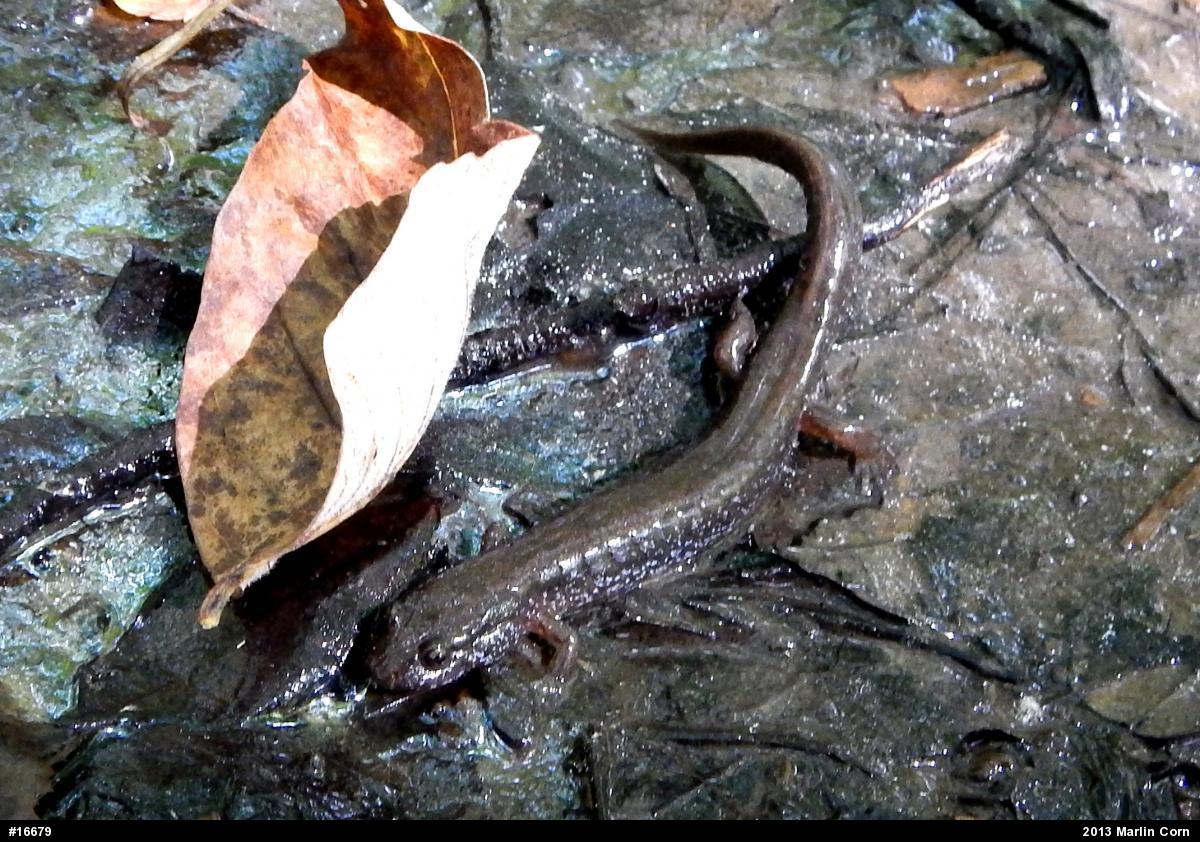 Northern Dusky Salamander