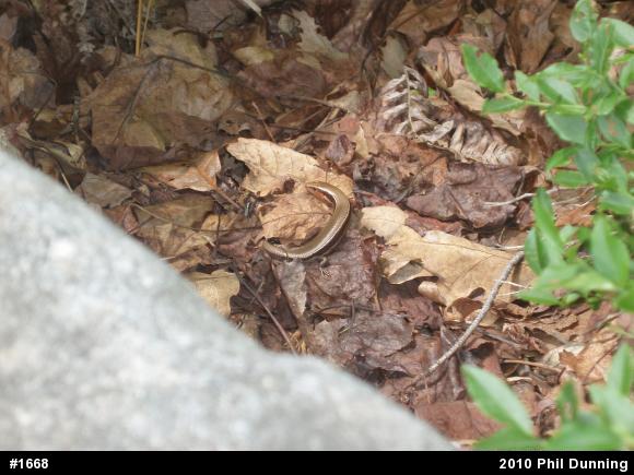 Northern Coal Skink
