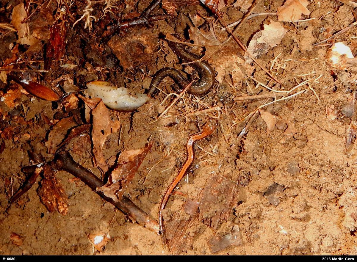 Eastern Red-backed  Salamander