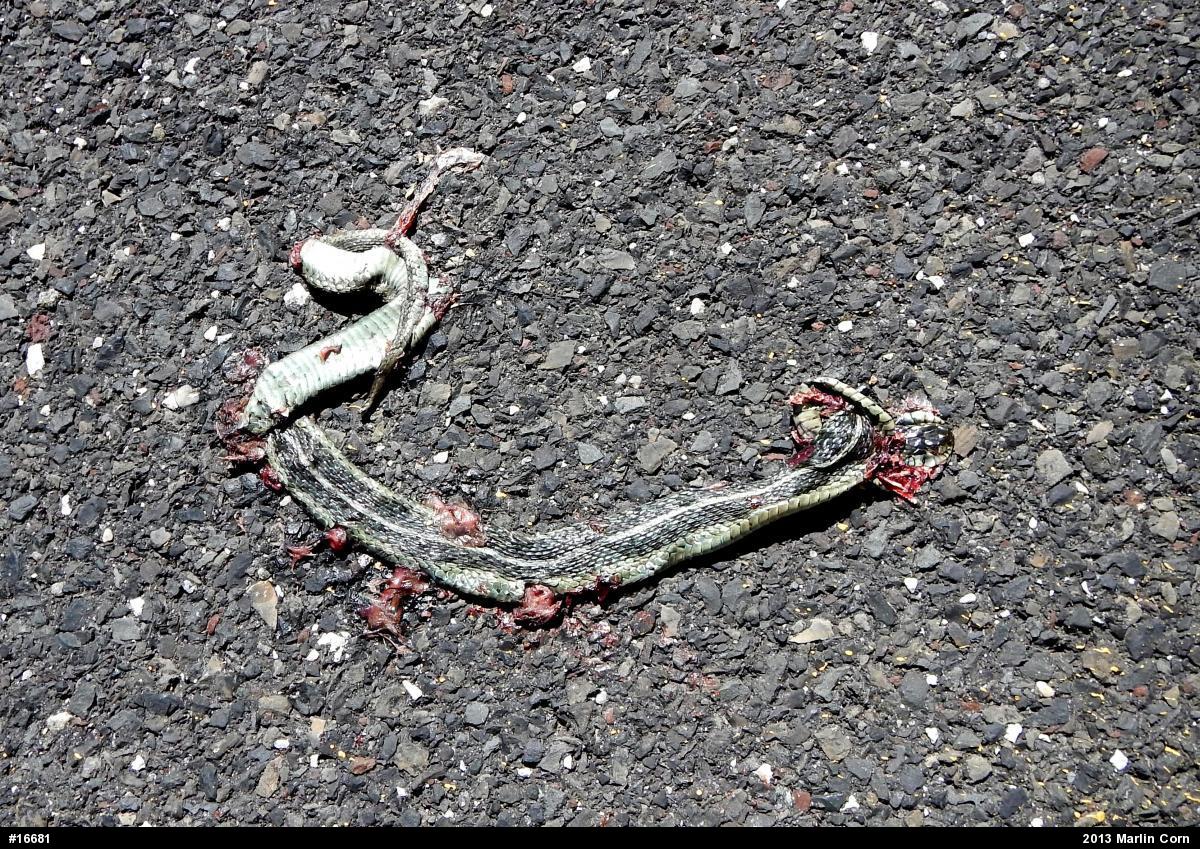 Eastern Gartersnake