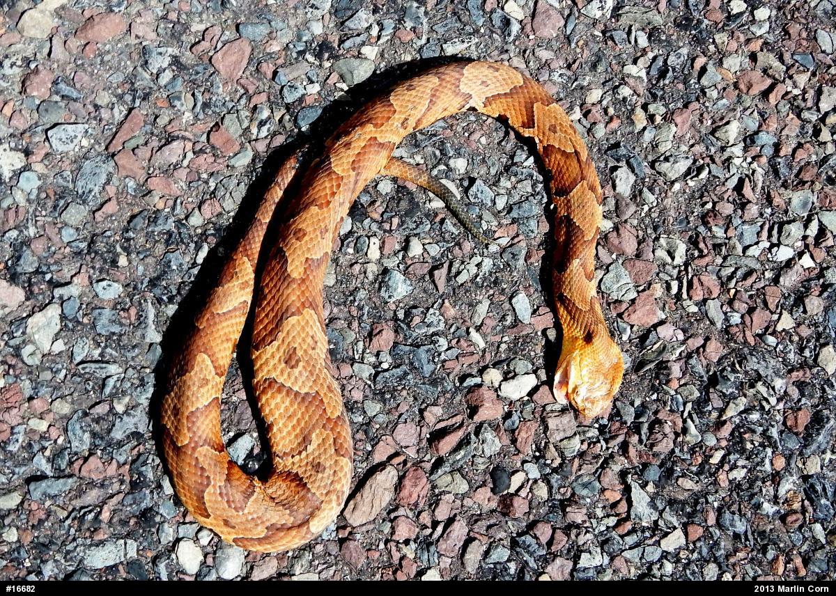 Northern Copperhead
