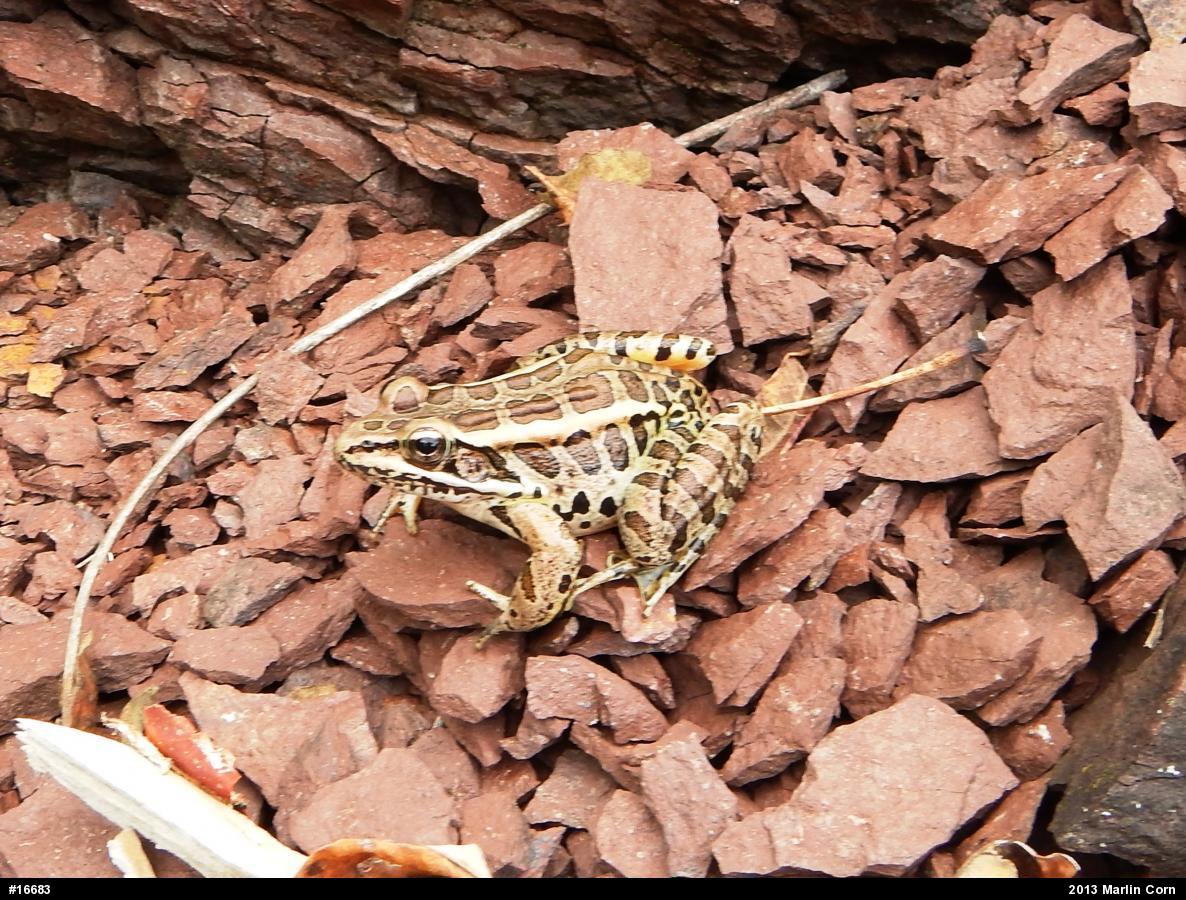 Pickerel Frog
