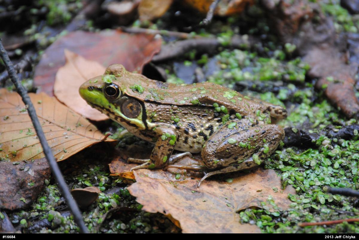Green Frog