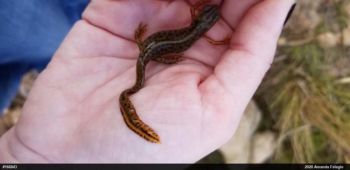 Red-spotted Newt