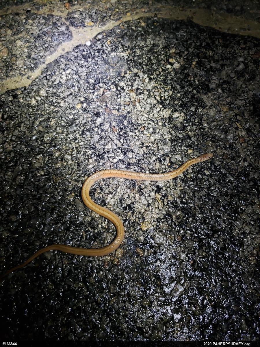 Dekay's Brownsnake