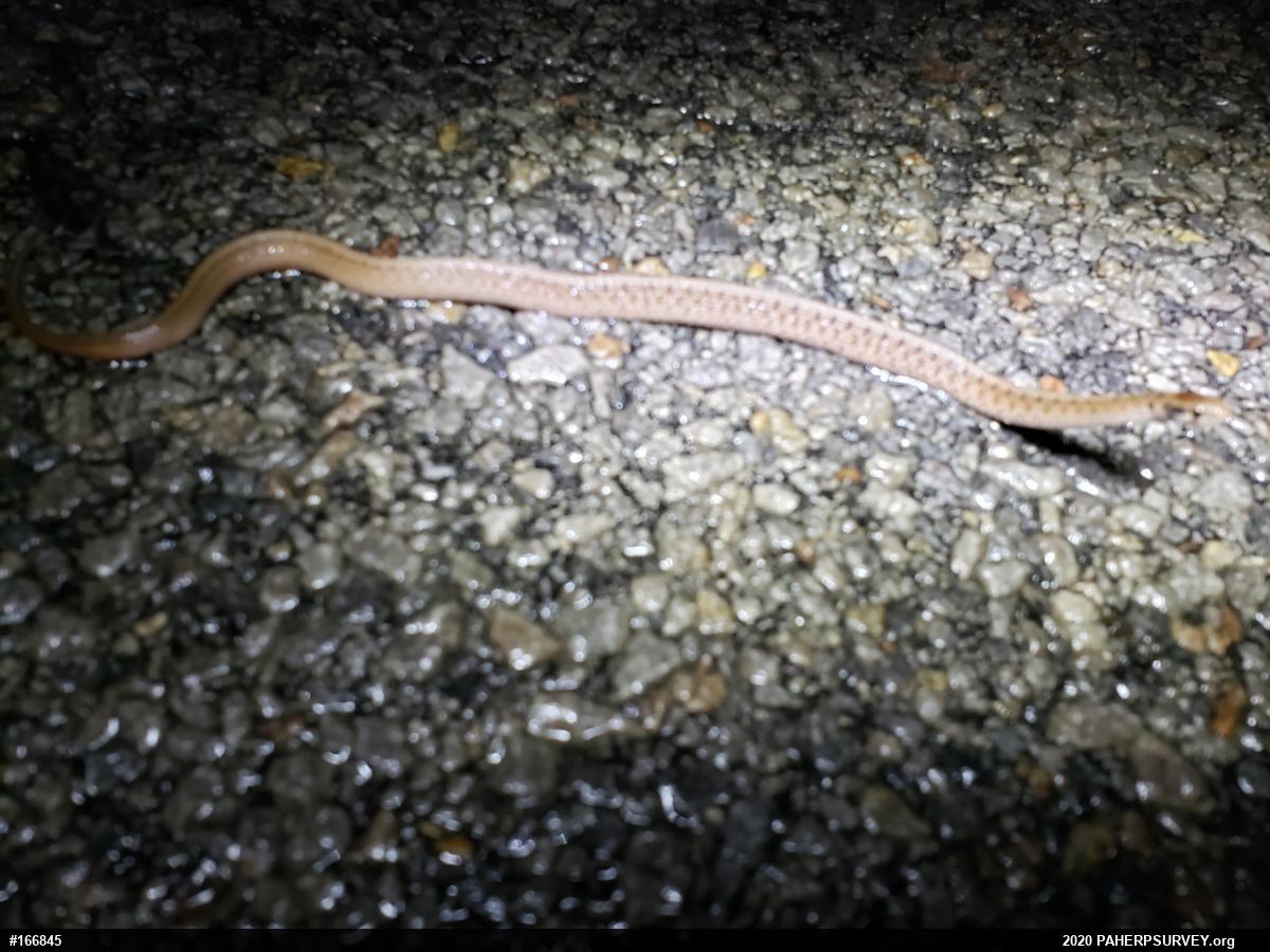 Dekay's Brownsnake