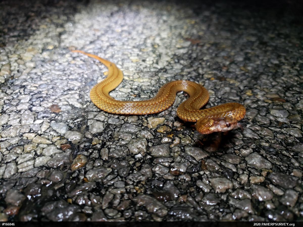 Red-bellied Snake