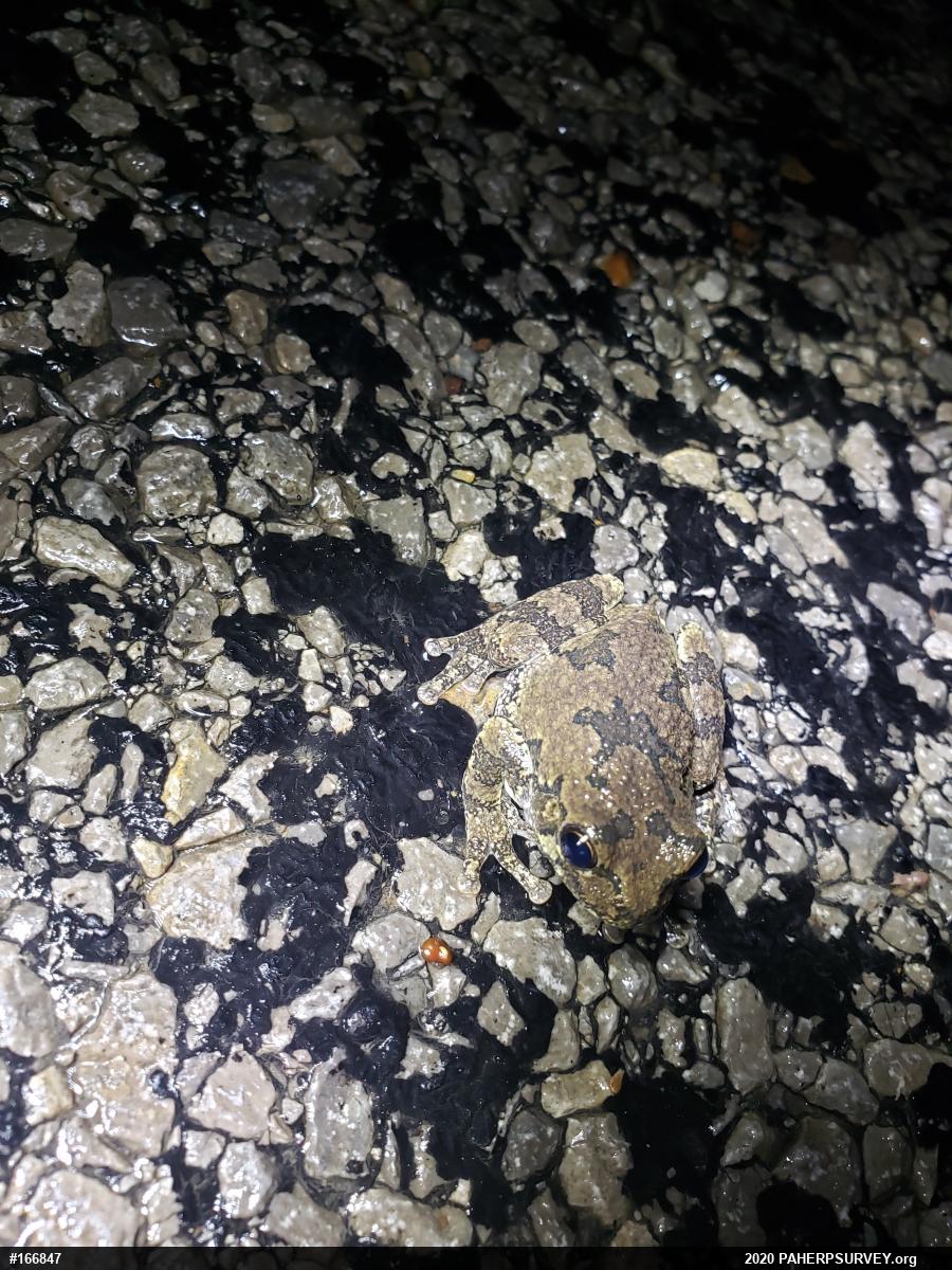Unknown Gray Treefrog