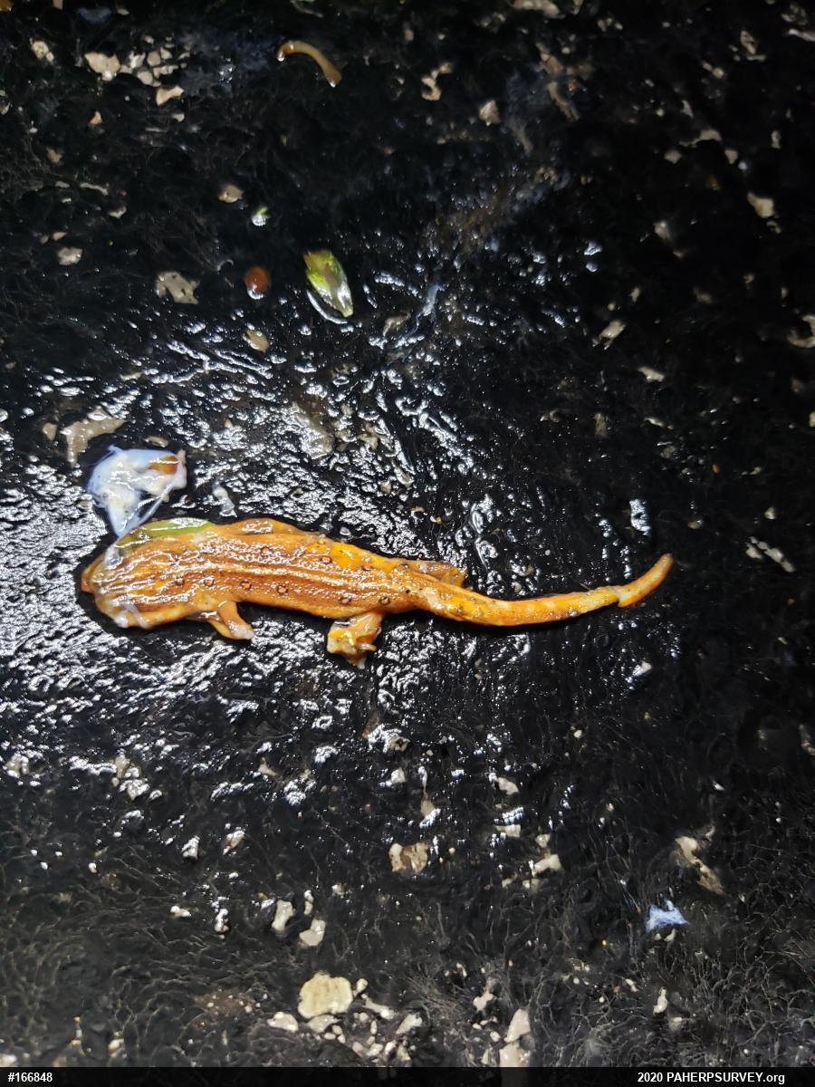Red-spotted Newt