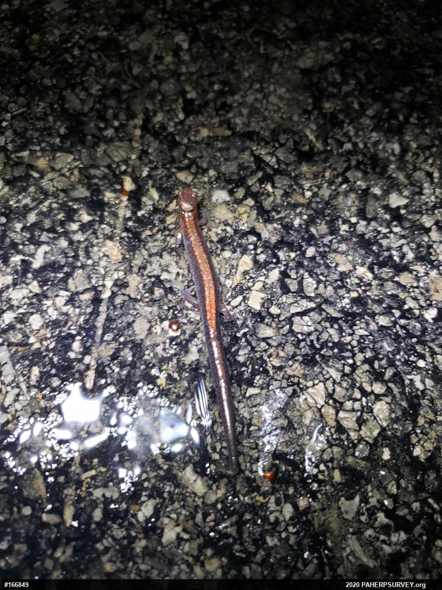 Eastern Red-backed  Salamander