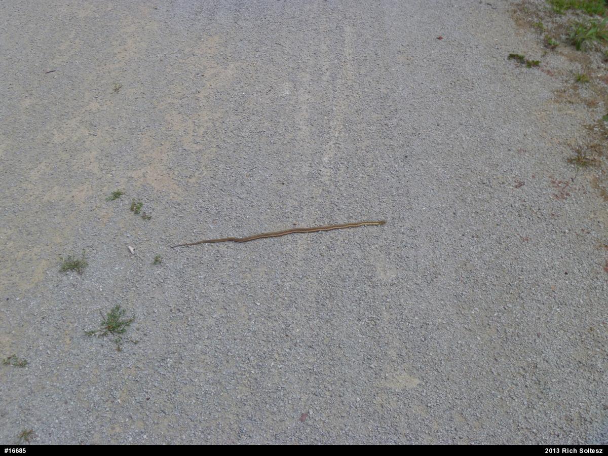 Eastern Gartersnake