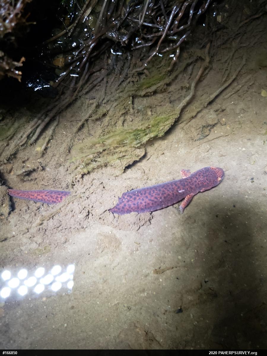 Northern Red Salamander