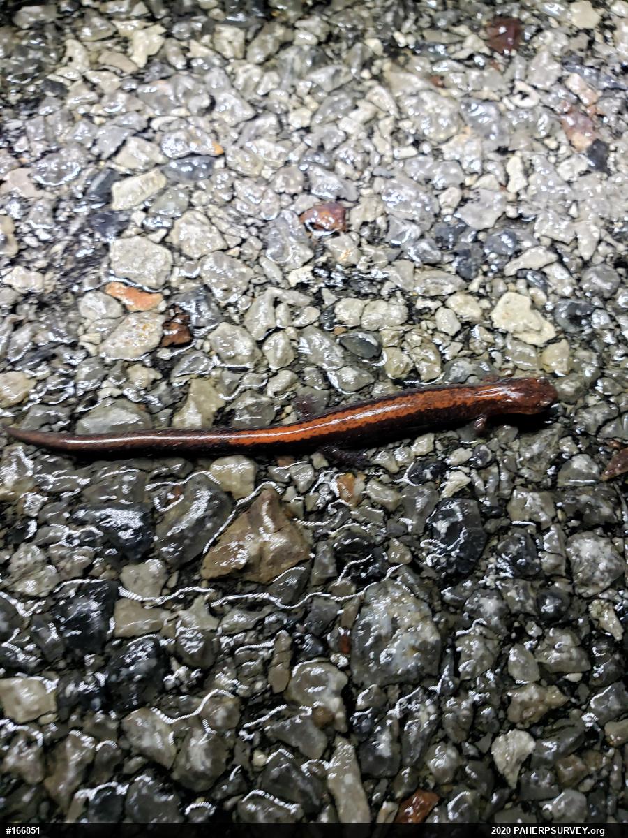 Eastern Red-backed  Salamander
