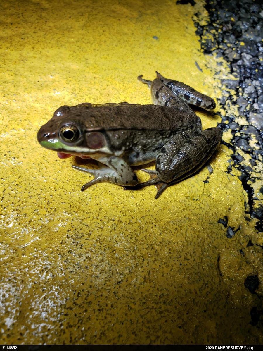 Green Frog
