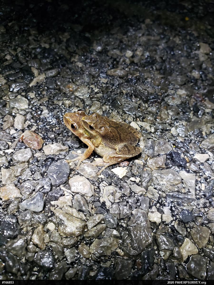 Spring Peeper