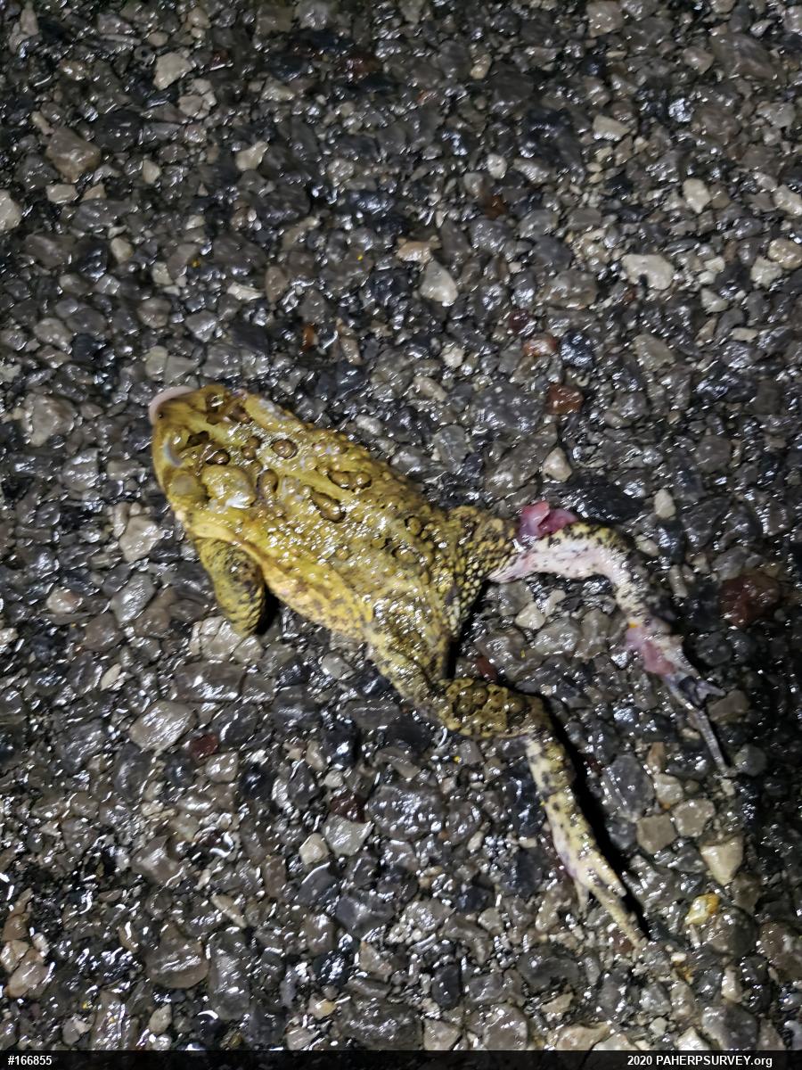 Eastern American Toad
