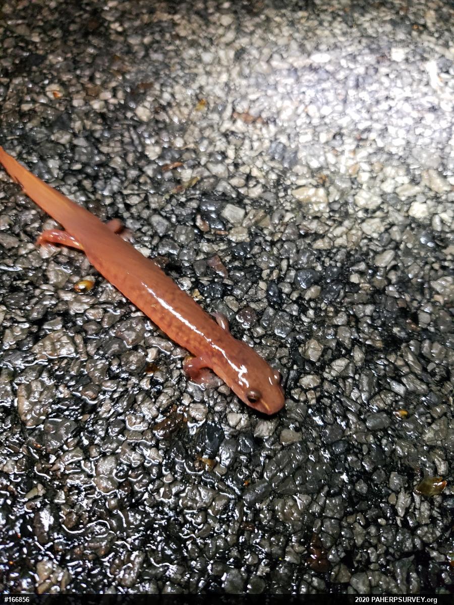 Northern Spring Salamander