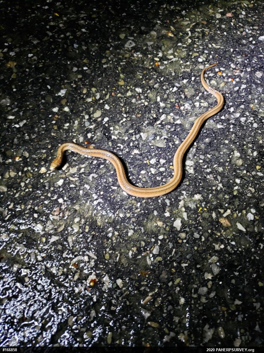 Dekay's Brownsnake