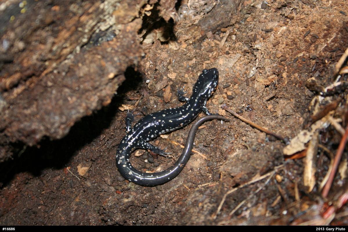 Northern Slimy Salamander
