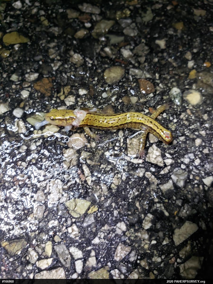 Northern Two-lined Salamander