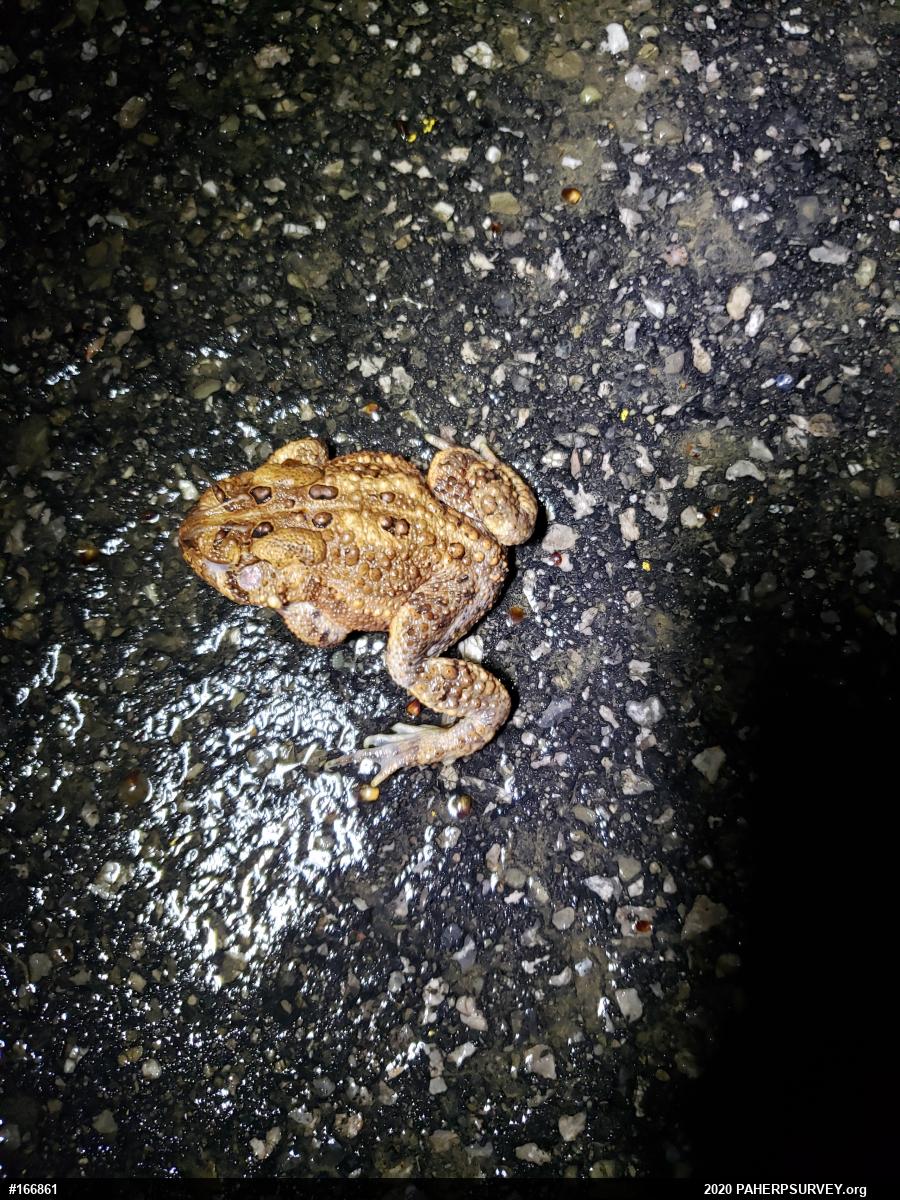 Eastern American Toad