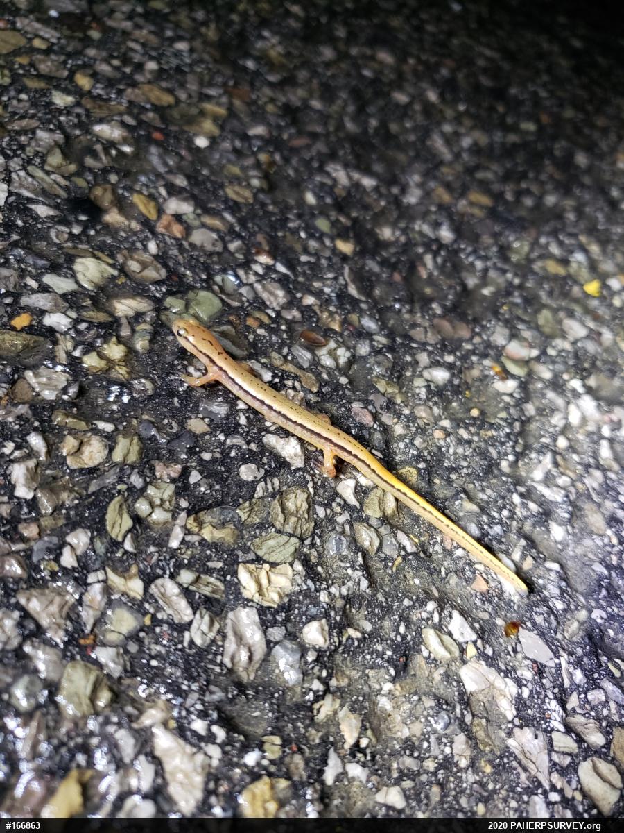 Northern Two-lined Salamander